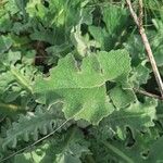 Verbascum undulatum Leaf