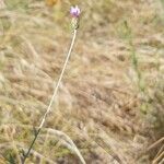 Xeranthemum cylindraceum Hábito