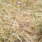 Xeranthemum cylindraceum Habit