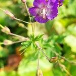 Geranium phaeumFlower