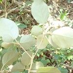 Croton insularis Leaf