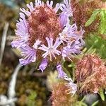 Coris monspeliensis Flor