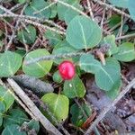 Mitchella repens Fruit