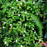 Impatiens flaccida Alkat (teljes növény)