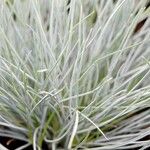 Festuca glauca Blad