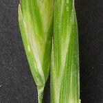 Bromus sitchensis Other