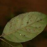 Siparuna decipiens Yaprak