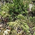 Poa bulbosa Likasa