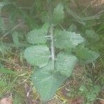 Sonchus oleraceusList