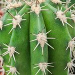 Pachycereus pecten-aboriginum Hoja