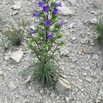 Campanula speciosa Habit