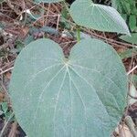 Piper umbellatum Leaf