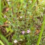 Euphrasia stricta Foglia