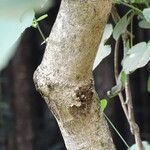 Croton macrostachyus Bark