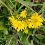 Chrysopsis mariana Flower