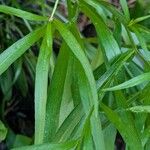 Buphthalmum salicifolium Hoja