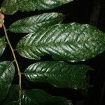 Uvariodendron molundense Hoja