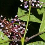 Miconia gracilis Λουλούδι