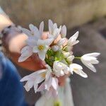 Allium massaessylum Flower