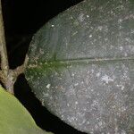 Garcinia magnifolia Leaf
