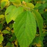 Grewia biloba Leaf