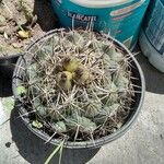 Coryphantha elephantidens Кара