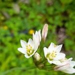 Nothoscordum gracile പുഷ്പം