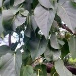 Syringa reticulata Leaf