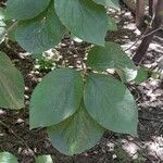 Cornus nuttallii Hoja