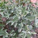 Encelia californica Fuelha