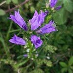 Campanula glomerataFloare