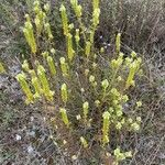 Sideritis hyssopifolia Fleur