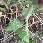 Anchusella variegata Leht