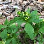 Ranunculus recurvatus Leaf