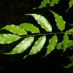 Machaerium seemannii Leaf