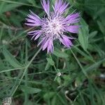 Centaurea napifoliaFlower