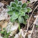 Saxifraga mutata Cvet