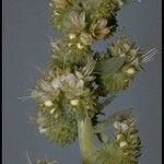 Phacelia heterophylla Flower