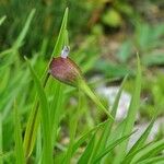 Commelina dianthifolia Gyümölcs