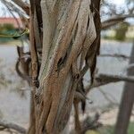 Eucalyptus leucoxylon Кара