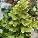 Asplenium marinum Leaf