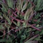 Carpobrotus edulis Leaf