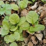 Pyrola elliptica Foglia