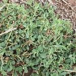 Atriplex semibaccata Blad