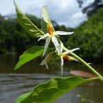 Solanum monachophyllum Flower