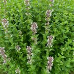 Nepeta grandiflora Blodyn