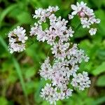 Valeriana tripteris Květ