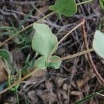 Coronilla scorpioides Leaf