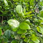 Strychnos henningsii Blatt