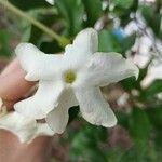 Brunfelsia americana 花